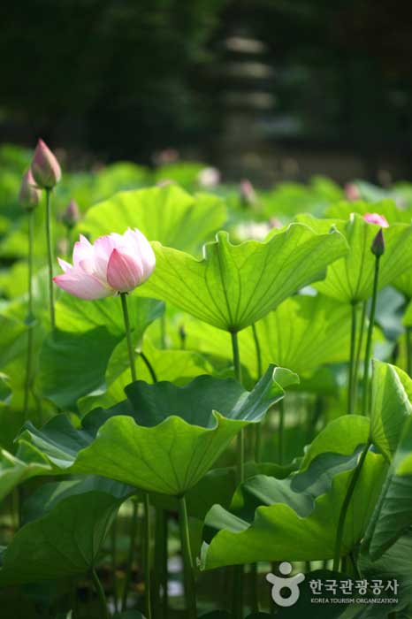 Flor de loto que florece en el sol de verano - Yongin-si, Gyeonggi-do, Corea (https://codecorea.github.io)