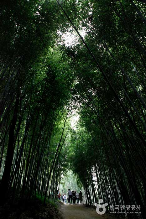 Incluso durante el día, el bosque oscuro del bosque de bambú verde oscuro es más atractivo por la noche. - Damyang-gun, Jeollanam-do, Corea (https://codecorea.github.io)
