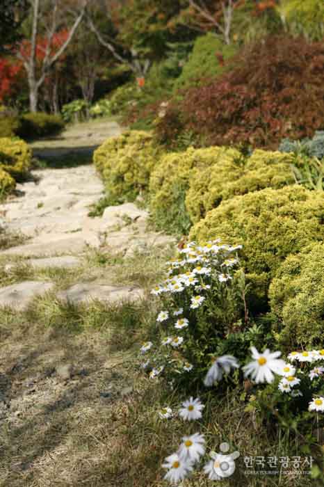 Wilde Blumen, die im Garten blühen - Geoje-si, Gyeongnam, Korea (https://codecorea.github.io)