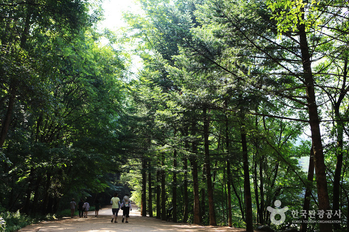 Phytoncide Forest Bañándose en el bosque de abetos, Templo Woljeongsa en Pyeongchang, Gangwon - Pyeongchang-gun, Gangwon-do, Corea