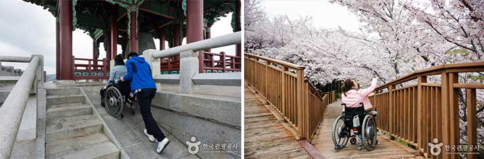 Deck Road sous la rampe Gyeongbuk Daejong et les cerisiers en fleurs - Yeongdeok-gun, Gyeongbuk, Corée (https://codecorea.github.io)