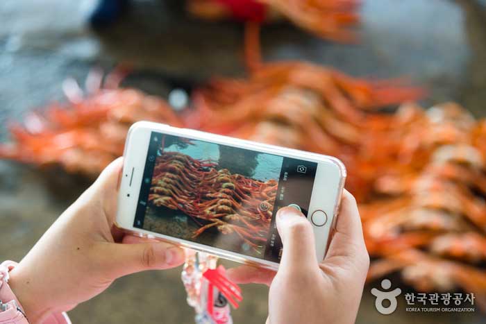 Un viajero que captura un cangrejo rojo como una flor en la cámara de un teléfono celular - Yeongdeok-gun, Gyeongbuk, Corea (https://codecorea.github.io)