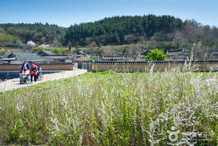 Village traditionnel de Gopopi, fleurs blanches comme le riz - Yeongdeok-gun, Gyeongbuk, Corée (https://codecorea.github.io)