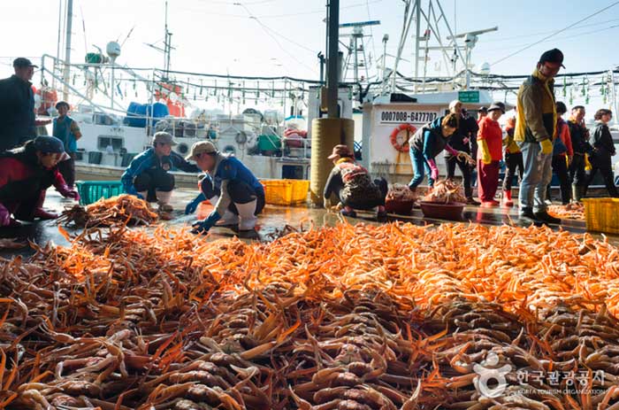 Cangrejos rojos alineados en el fondo del mercado de pescado - Yeongdeok-gun, Gyeongbuk, Corea (https://codecorea.github.io)