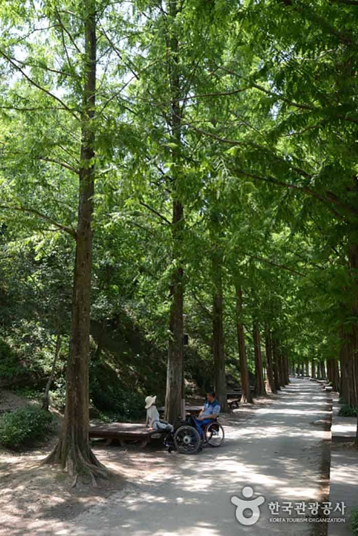 Metasequoia Promenade Normal - Jinju, Gyeongnam, Südkorea (https://codecorea.github.io)