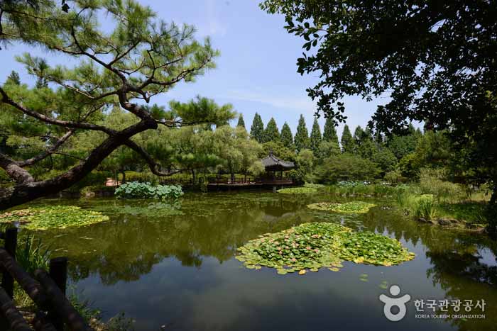 Jardín Botánico Acuático - Jinju, Gyeongnam, Corea del Sur (https://codecorea.github.io)