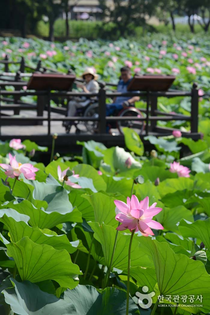 Estanque de Gangju con flores de loto - Jinju, Gyeongnam, Corea del Sur (https://codecorea.github.io)