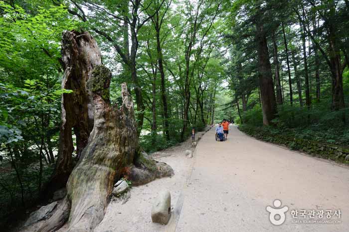 Woljeongsa Fir Forest Path - Pyeongchang-gun, Gangwon-do, Korea (https://codecorea.github.io)