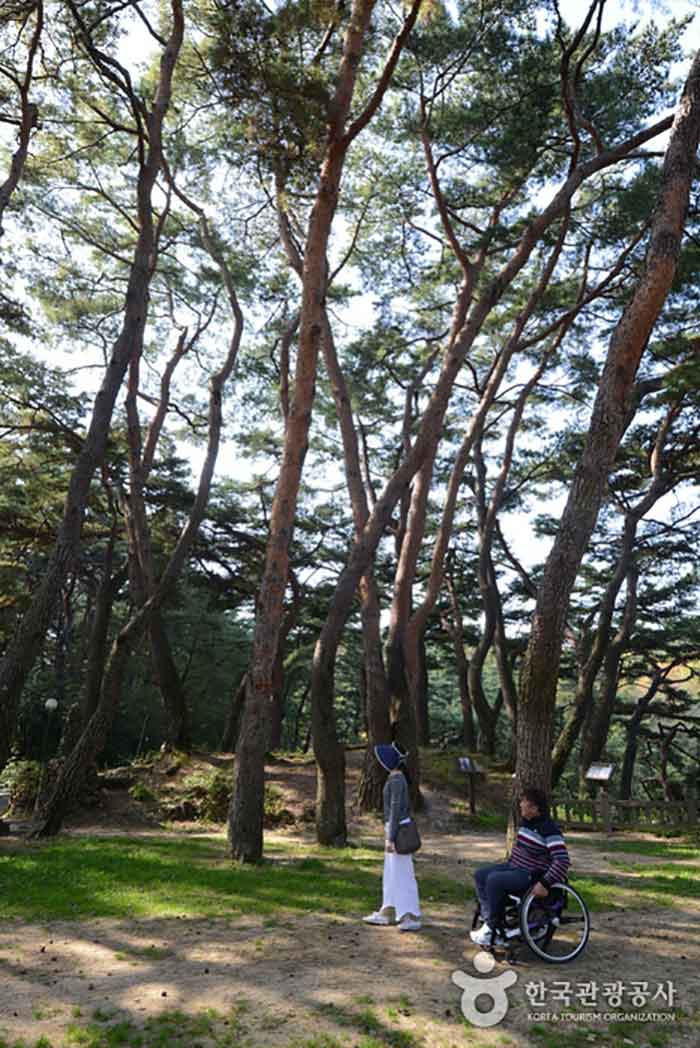 Bosque de pinos en Uirimji - Chungbuk, Corea del Sur (https://codecorea.github.io)