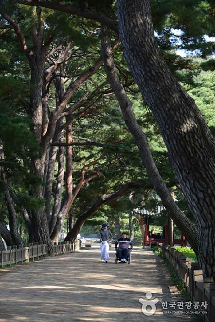 Millennium pine road created on the causeway - Chungbuk, South Korea (https://codecorea.github.io)