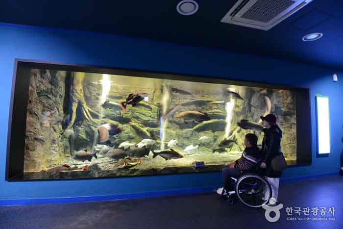 Danuriarium Aquarium - Chungbuk, Corée du Sud (https://codecorea.github.io)