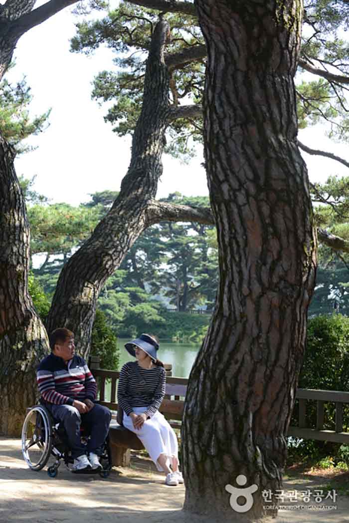 Rest area near the pine tree path of 1000 years - Chungbuk, South Korea (https://codecorea.github.io)