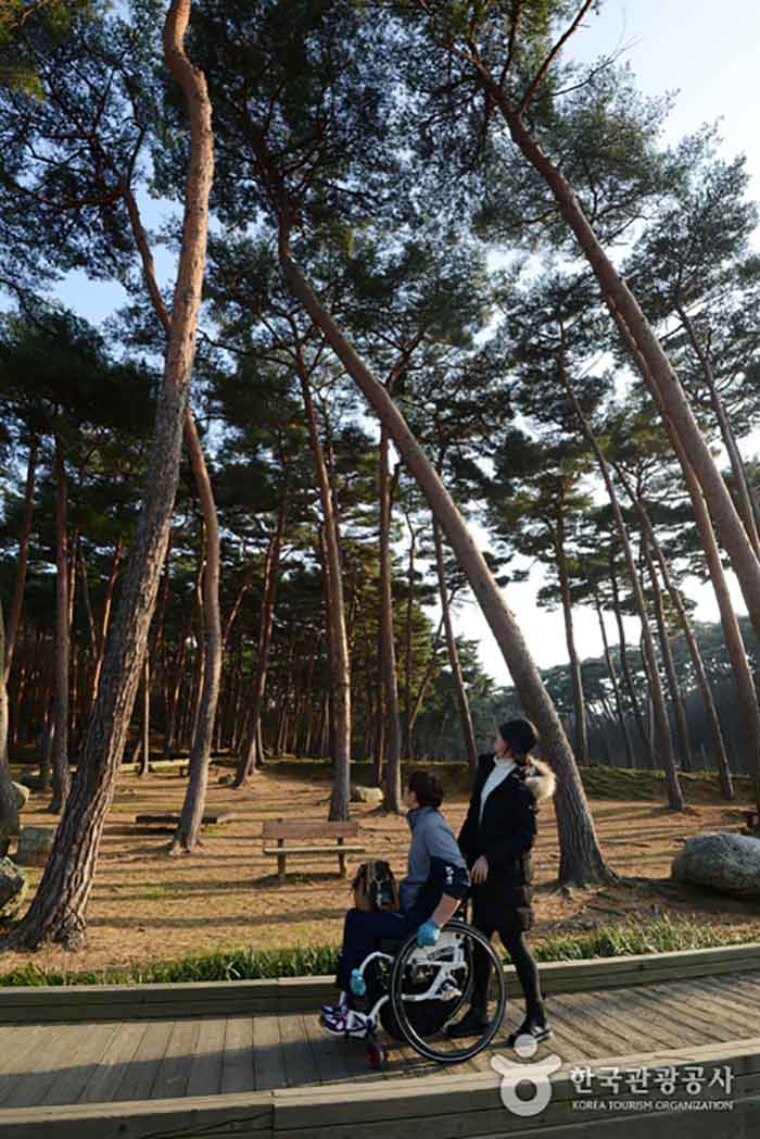 Pine Trail View - Taean-gun, Чхунчхон-Намдо, Корея (https://codecorea.github.io)