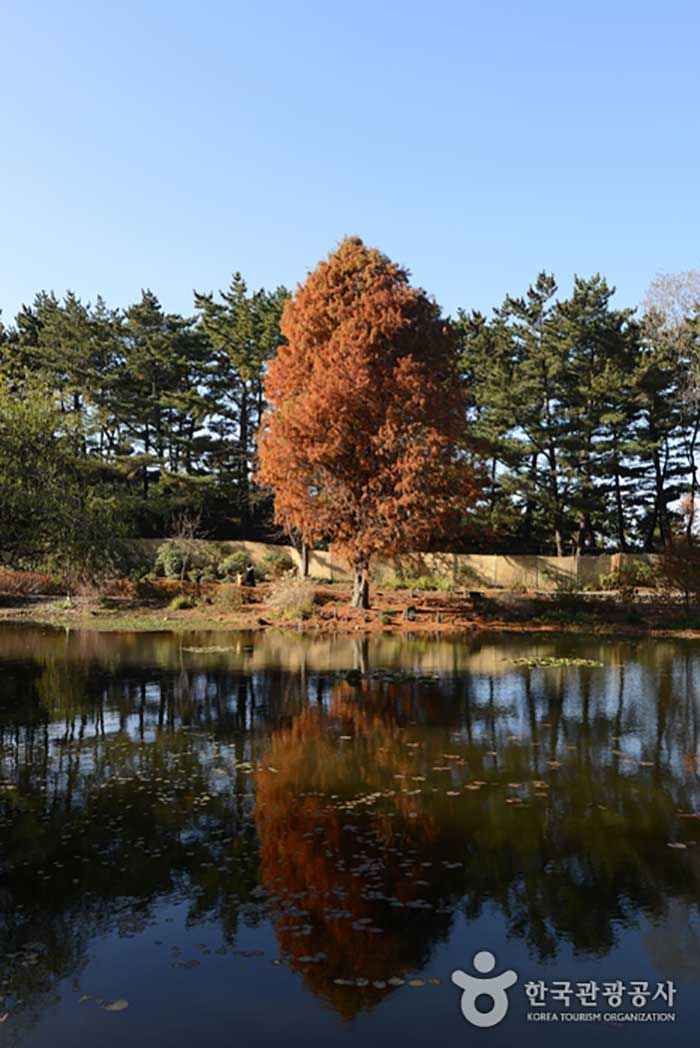 Nakwoosong, un arbre de beauté dans l'arboretum - Taean-gun, Chungcheongnam-do, Corée (https://codecorea.github.io)