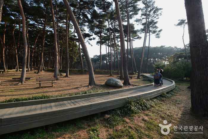 Sol Forest Trail - Taean-gun, Chungcheongnam-do, Korea (https://codecorea.github.io)