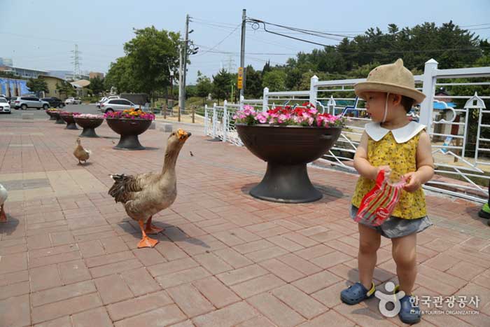 Gans und Ente vor dem Chuam Beach Shop - Samcheok-si, Gangwon-do, Korea (https://codecorea.github.io)