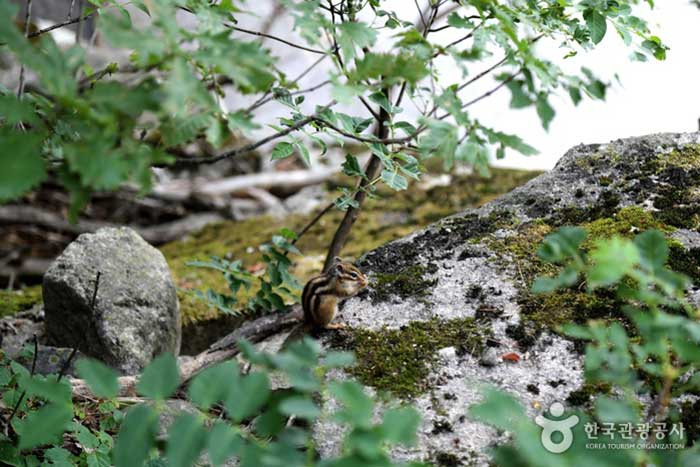 Squirrel in Wuling Valley - Samcheok-si, Gangwon-do, Korea (https://codecorea.github.io)