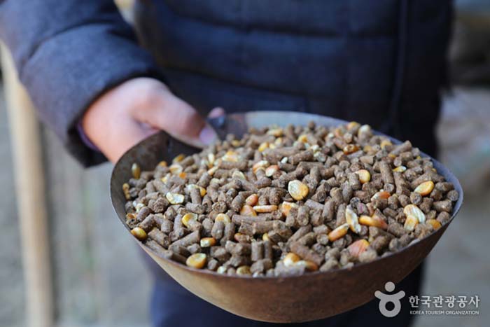 Alimentación de la experiencia de alimentación de los ciervos - Yeongdong-gun, Chungbuk, Corea (https://codecorea.github.io)