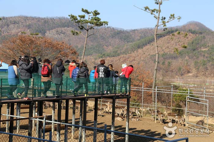 Hirsch auf der Brücke - Yeongdong-gun, Chungbuk, Korea (https://codecorea.github.io)