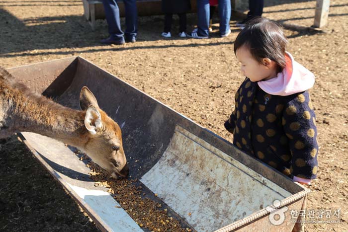 Experiencia de alimentación de ciervos - Yeongdong-gun, Chungbuk, Corea (https://codecorea.github.io)