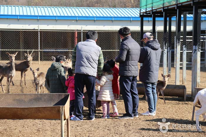 Family feeding experience - Yeongdong-gun, Chungbuk, Korea (https://codecorea.github.io)