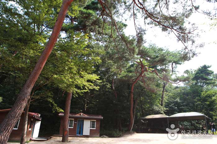 Plaza del bosque donde se reúnen los prereservadores - República de Corea (https://codecorea.github.io)