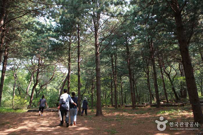 Heilender Waldweg für ältere Menschen zu Fuß - Republik Korea (https://codecorea.github.io)