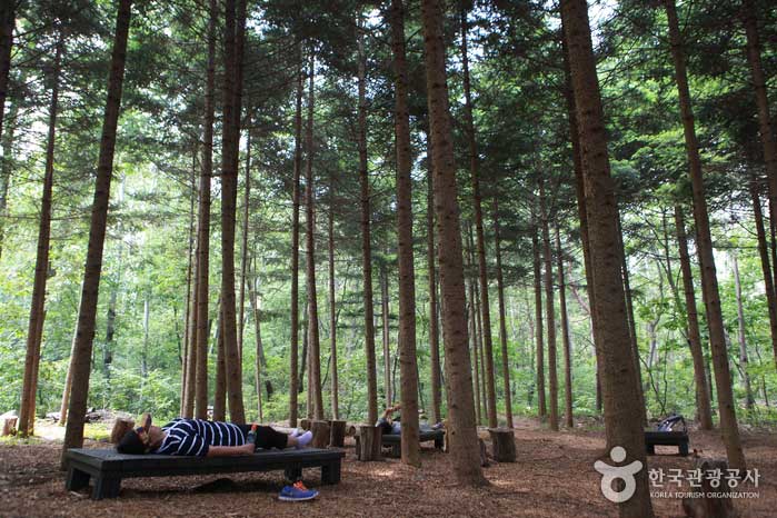 República de Corea - Experiencias de "Bosque secreto" y "Bosque curativo del gran parque de Seúl" reveladas en 30 años
