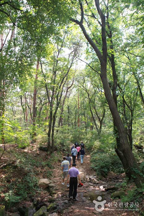 Chemin de la forêt de relaxation des arbres à la forêt de relaxation du soleil - République de Corée (https://codecorea.github.io)
