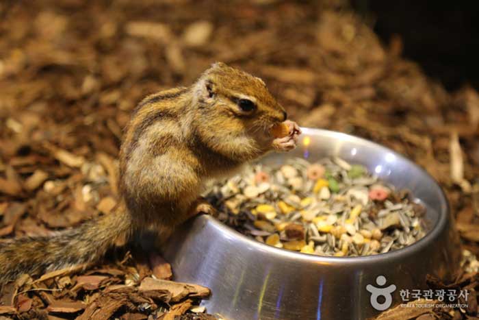 Squirrel eating prey - Songpa-gu, Seoul, Korea (https://codecorea.github.io)