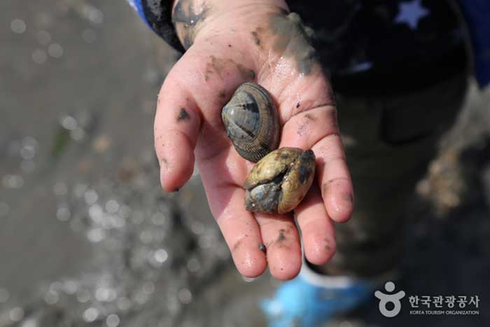 Hand-picked clams - Seosan-si, Chungcheongnam-do, Korea (https://codecorea.github.io)
