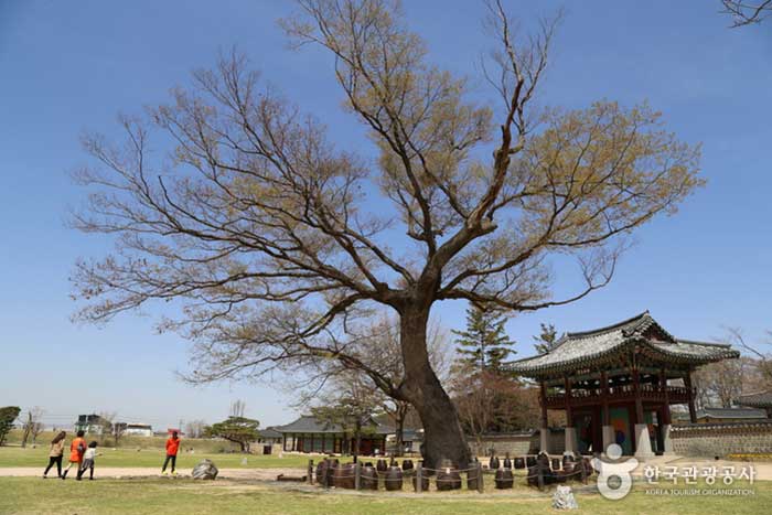 Haemi-eupseong Painting Tree - Seosan-si, Chungcheongnam-do, Korea (https://codecorea.github.io)