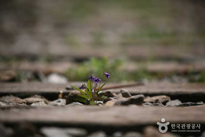 Wildblumen blühen auf dem Weg der Mungyeong Railway - Mungyeong, Gyeongbuk, Südkorea (https://codecorea.github.io)
