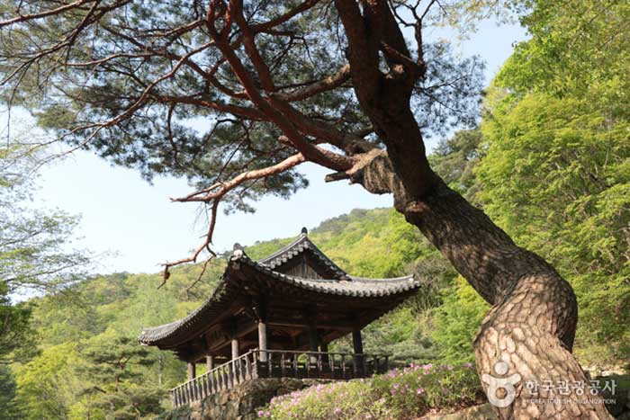 Diócesis y pinos que se apoderaron de Guinin - Mungyeong, Gyeongbuk, Corea del Sur (https://codecorea.github.io)