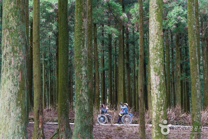 Paysage de forêt de cèdre droit - Jeju, Corée (https://codecorea.github.io)