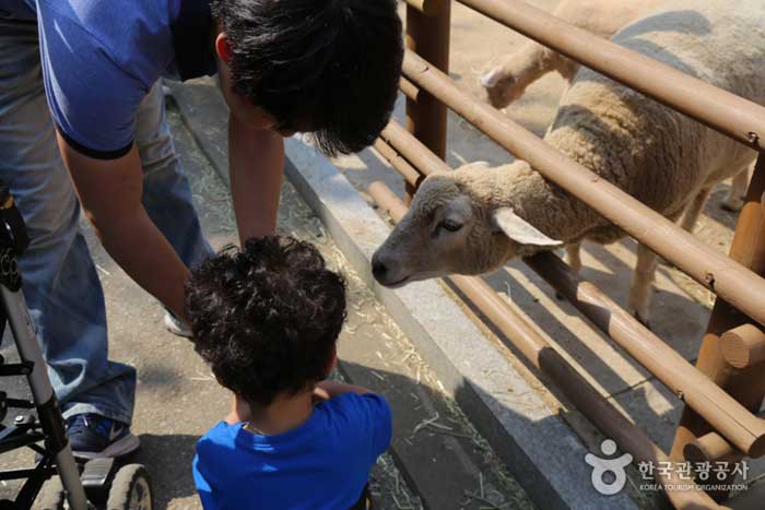 Experiencia de alimentación (zoológico infantil) - Partido de Corea (https://codecorea.github.io)
