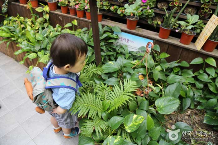 Jardin des papillons écologie des insectes - Match de Corée (https://codecorea.github.io)