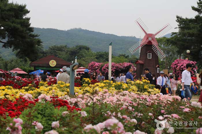 Розовый сад пейзаж - Корея Матч (https://codecorea.github.io)