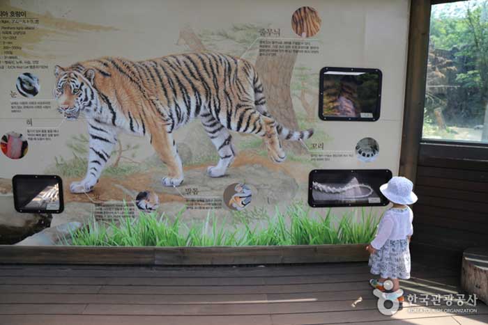 Хвост сибирского тигра в храме ящера - Корея Матч (https://codecorea.github.io)