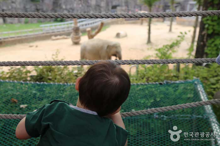 Éléphant du zoo de Séoul - Match de Corée (https://codecorea.github.io)