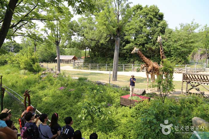 Séance d'information sur l'écologie de la girafe - Match de Corée (https://codecorea.github.io)