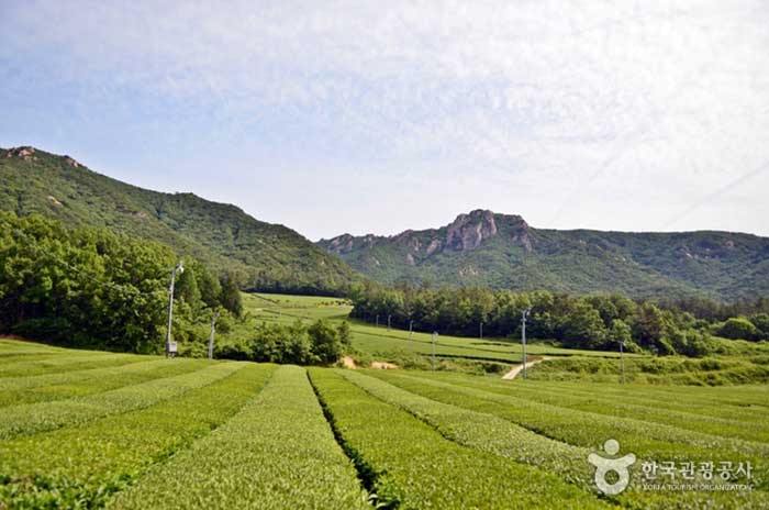 Jardin de thé de Wolchulsan entouré de Wolchulsan - Gangjin-gun, Jeollanam-do, Corée (https://codecorea.github.io)