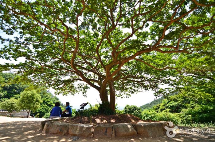 L'arbre élégant de Baengnyeonsa - Gangjin-gun, Jeollanam-do, Corée (https://codecorea.github.io)