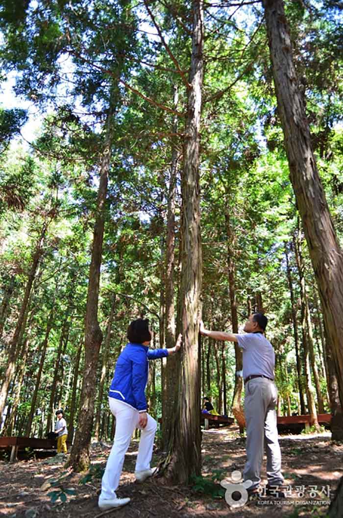 Cypress trees that emit phytoncide - Gangjin-gun, Jeollanam-do, Korea (https://codecorea.github.io)