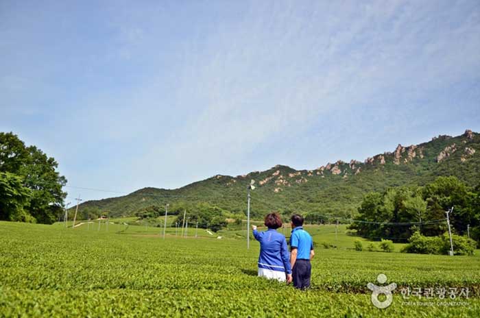 Plantations de thé Wolchulsan et Wolchulsan - Gangjin-gun, Jeollanam-do, Corée (https://codecorea.github.io)