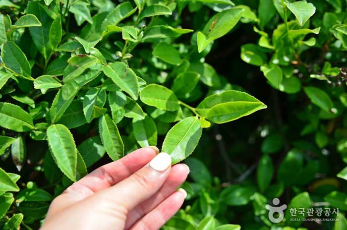 Feuilles de thé vert champ de thé Wolchulsan - Gangjin-gun, Jeollanam-do, Corée (https://codecorea.github.io)
