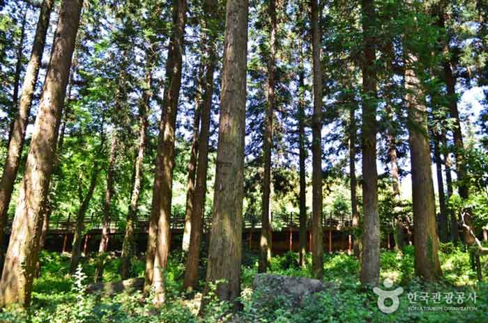 Jangheung Woodland Палубная набережная - Gangjin-gun, Чолланам-до, Корея (https://codecorea.github.io)