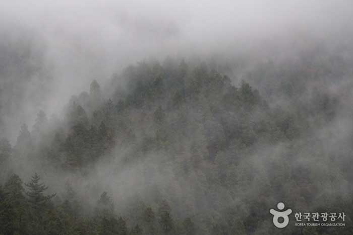 Zypressenwald umgeben von Nebel - Namhae-gun, Gyeongnam, Südkorea (https://codecorea.github.io)