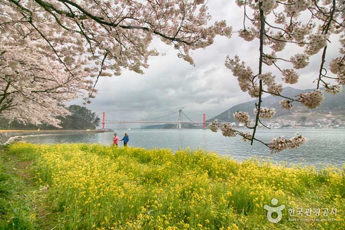 Namhae Wangji Cherry Blossom y Namhae Bridge - Namhae-gun, Gyeongnam, Corea del Sur (https://codecorea.github.io)
