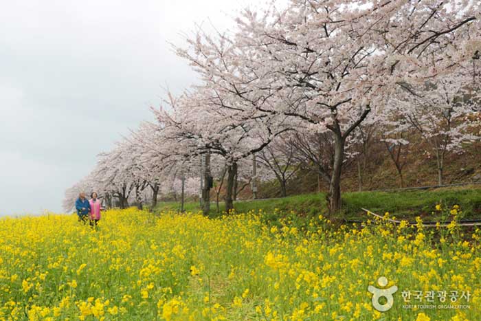 Namhae Wangji Village Cherry Blossom Road - Namhae-gun, Gyeongnam, Corée du Sud (https://codecorea.github.io)